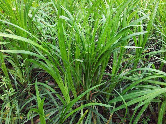 想要披堿草種子的發(fā)芽率高，有什么好的方法？