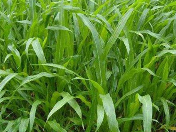 墨西哥玉米草種子哪家公司有賣？育苗方法是什么？