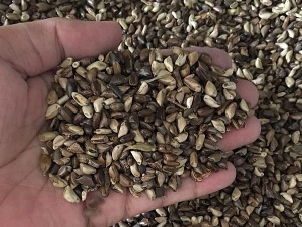 種植墨西哥玉米有這幾個要點，掌握好這幾個要點獲得高產(chǎn)量