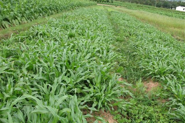 墨西哥飼用玉米種植有何技術特點？