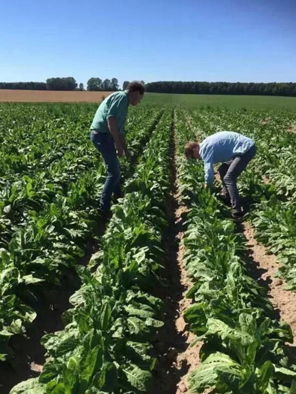 種植菊苣搞養殖技術是什么可以提高產量