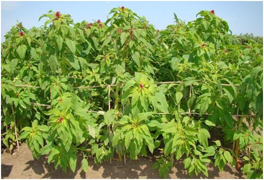 優(yōu)質(zhì)牧草——籽粒莧栽培管理技術(shù)與播種方法