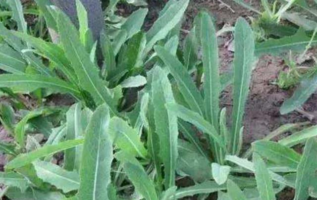 在田間小路看見(jiàn)的優(yōu)質(zhì)牧草-苦荬菜種植技術(shù)及品種價(jià)值 