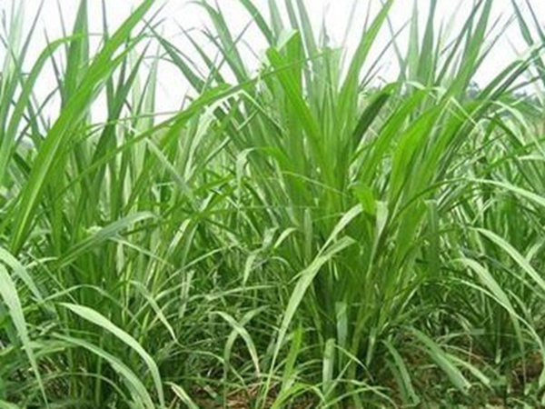 養(yǎng)殖用牧草種子播種量和播種技術是什么