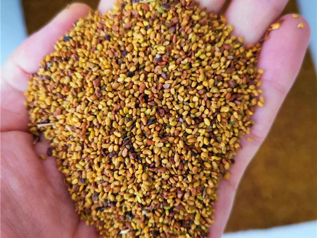 沙打旺基本詳情介紹以及播種方式