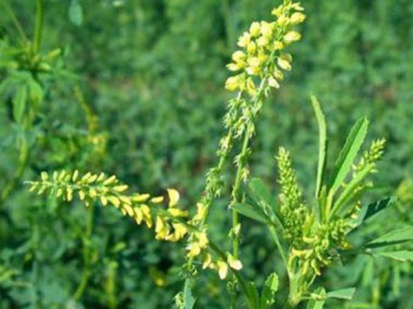 草木樨種子去哪里買比較好？育苗方法有哪些？