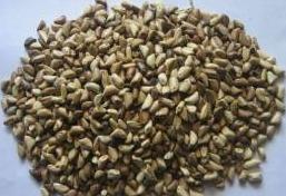 草木犀種植方法及特點(diǎn)介紹，什么時(shí)候種植比較好