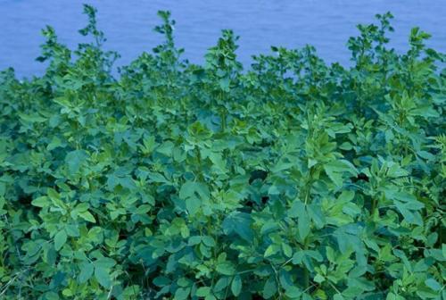 耐堿性牧草草種推薦---草木犀，種植方法是什么