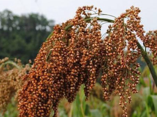 甜高粱簡單如何播種，播種方法是什么？