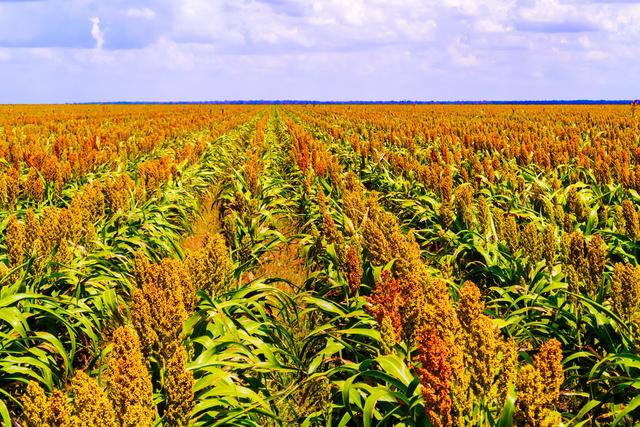 甜高粱怎么栽培？甜高粱科學(xué)栽培技術(shù)是什么！