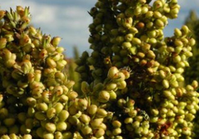 甜高梁種植技巧是什么，如何產量高