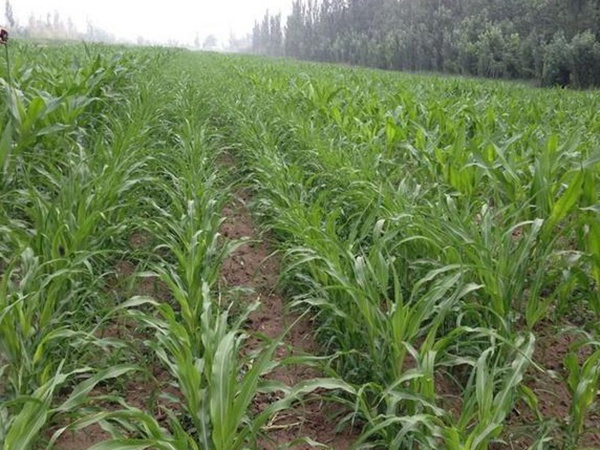 甜高粱的種植方法有哪些，你了解多少?