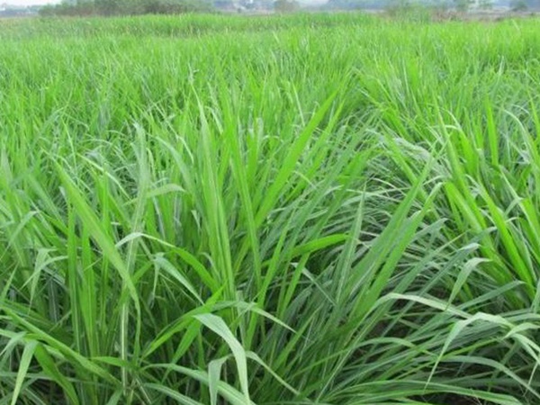 皇竹草養牛，種植皇竹草牧草一畝地可以養殖多少牛？