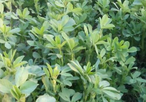 目前紫花苜蓿價格大概需要多少錢一噸？種植技術要點有哪些？