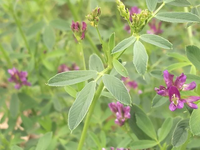 溫帶優質牧草——紫花苜蓿