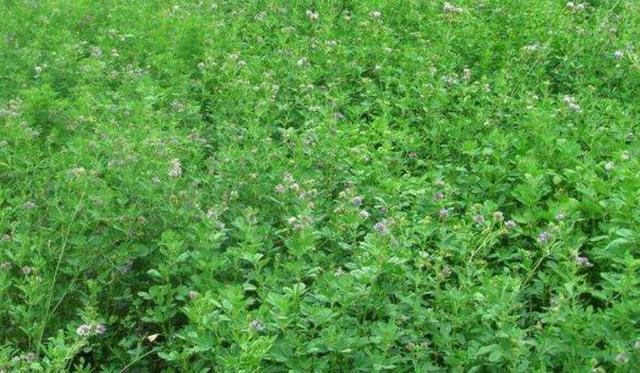 牧草之王—紫花苜蓿高產培育技術