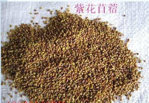 紫花苜蓿的市場批發價格以及播種方法