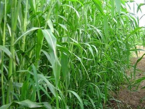 高粱與蘇丹草的結合，高丹草的優勢有哪些