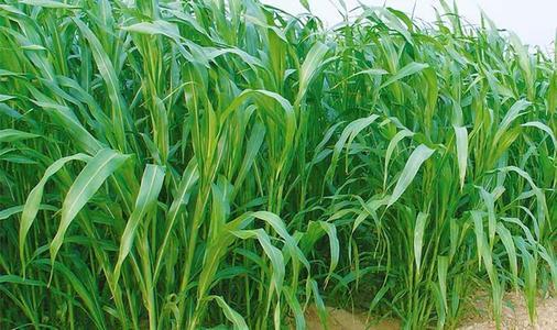 蘇丹草要如何種植，種植蘇丹草方法是什么