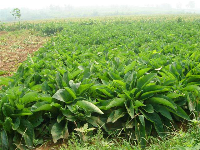 魯梅克斯的前景應用，主要特點是什么？