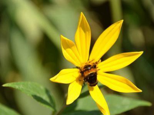 串葉松香飼用價值及方法以及播種技術