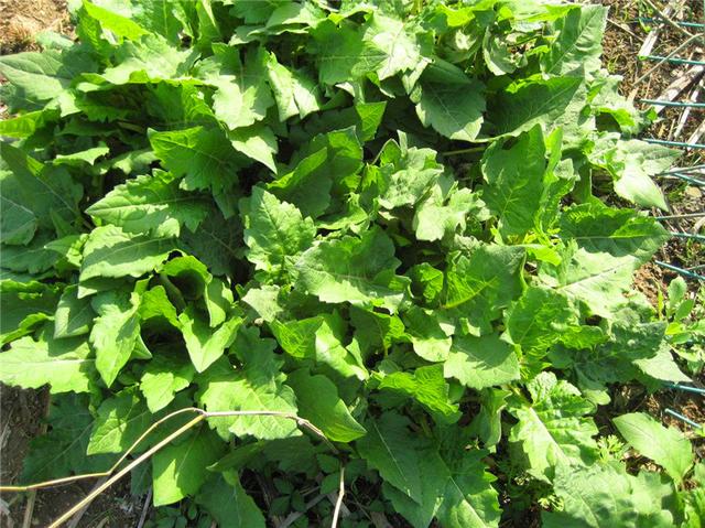 串葉松香草主要價(jià)值以及栽培技術(shù)介紹