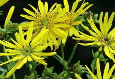 優(yōu)質高產(chǎn)牧草——串葉松香草的種植方法