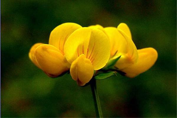 百脈根的主要價值有哪些？有何作用？