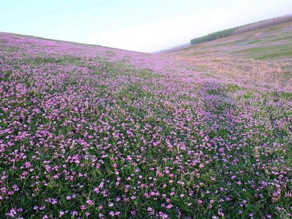 紫云英種植方法是什么？種植需要注意啥？