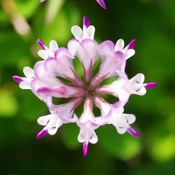 看著很好看的紫云英，紫云英基本介紹