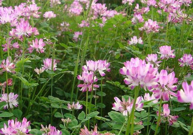 種植紫云英技巧方法，重視蟲害，要想產量高要注意的問題