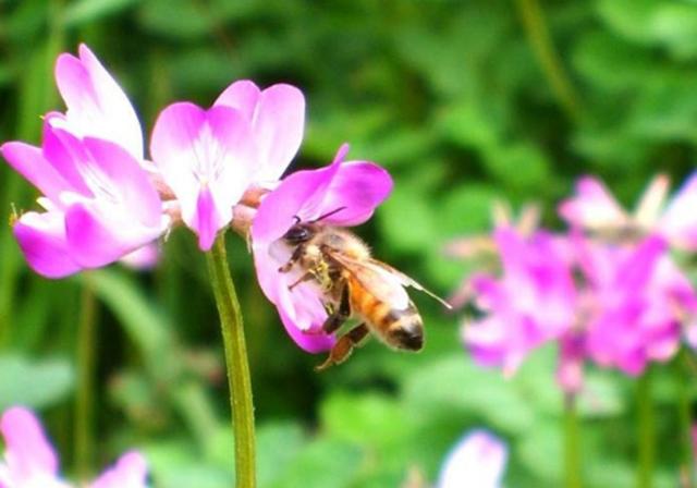種植紫云英技巧方法，重視蟲害，要想產量高要注意的問題