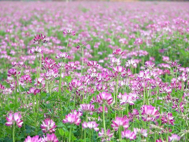 紫云英觀賞性價值高,作為飼料也有獨特的特點 紫云英觀賞性價值高,作為飼料也有獨特的特點
