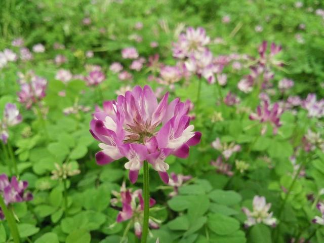 紫云英的生長環境和繁殖方法有什么要求 紫云英的生長環境和繁殖方法有什么要求