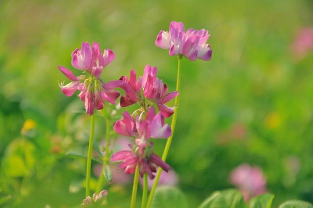 不可或缺的綠肥——紫云英紅花草
