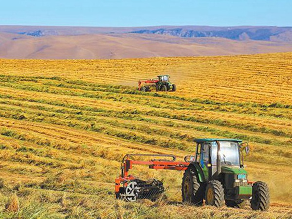 燕麥草種子挑選采收有哪些？栽培方法有哪些？