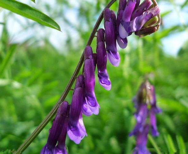 優質養蜂蜜源植物、牧草光葉紫花苕的種植技術