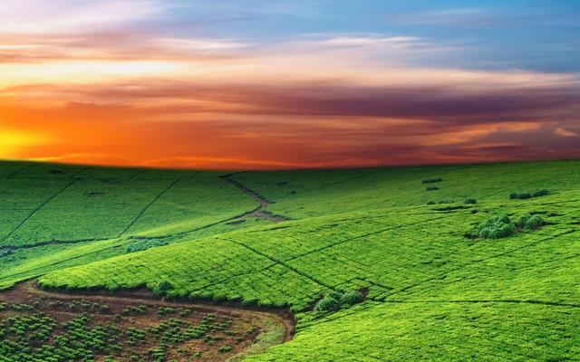 苦蕎種植技術詳情分析以及處理方法