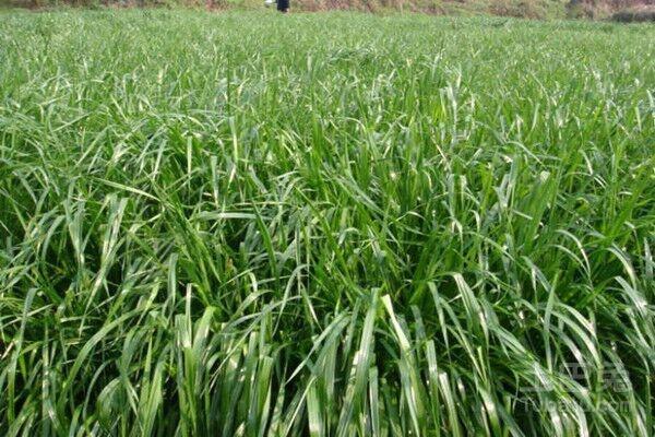 冬牧—70黑麥草牧草種子