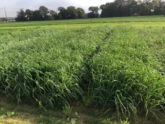 耐寒牧草種子～冬牧70黑麥