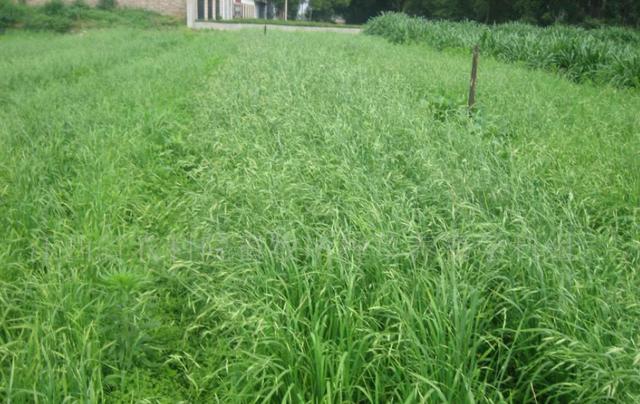 冬牧70黑麥草和黑麥草兩者有什么區(qū)別？