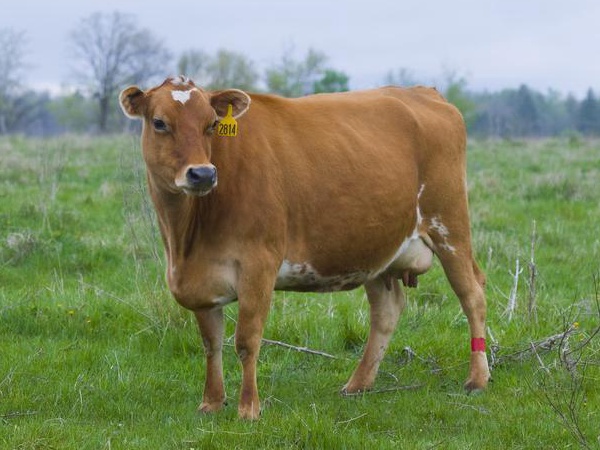 鹽堿地優(yōu)質(zhì)牧草對(duì)于肉牛飼養(yǎng)經(jīng)濟(jì)價(jià)值