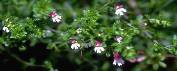 小米草的養(yǎng)殖方法以及管理技術(shù)有哪些