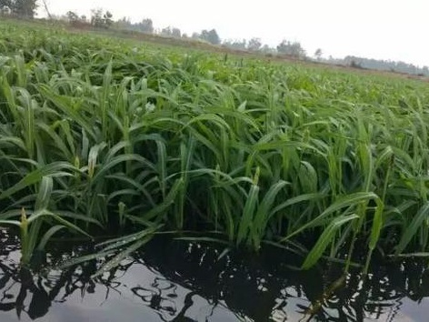 種植小米草的優勢在哪里？養殖小龍蝦怎么樣？