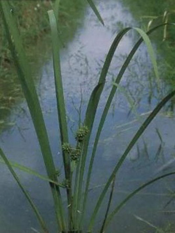 小龍蝦塘種植小米草的優點和種植方法