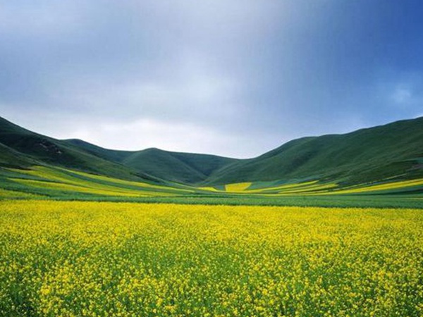 油菜種子品種繁多，去哪可以買到質量好的種子？