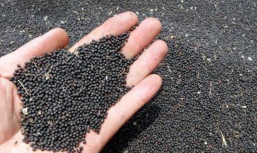 馬上進入秋播季應該如何挑選油菜籽？