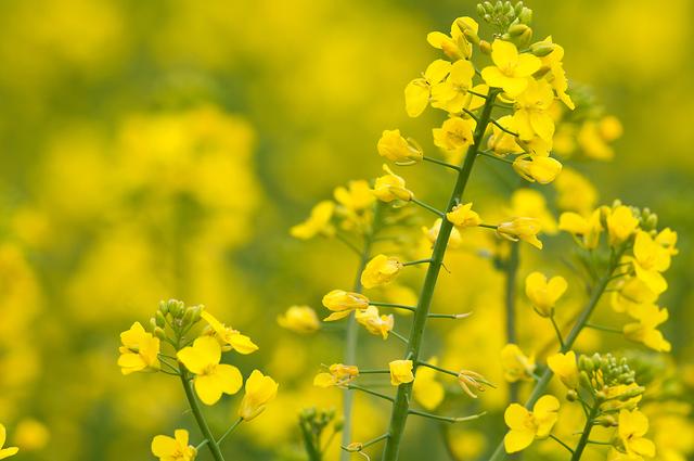 油菜籽的種植方法有哪些，有什么需要注意的？