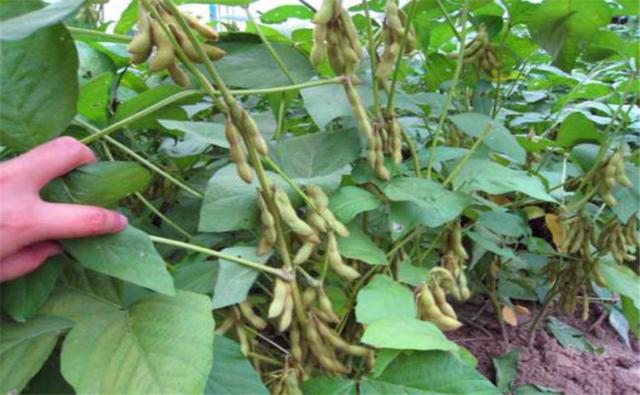 種植黑豆時，掌握技術方法產(chǎn)量能提升