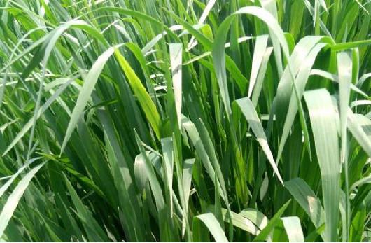 庭院草坪|院子里的天然草坪建植及養護方法 庭院草坪|院子里的天然草坪建植及養護方法